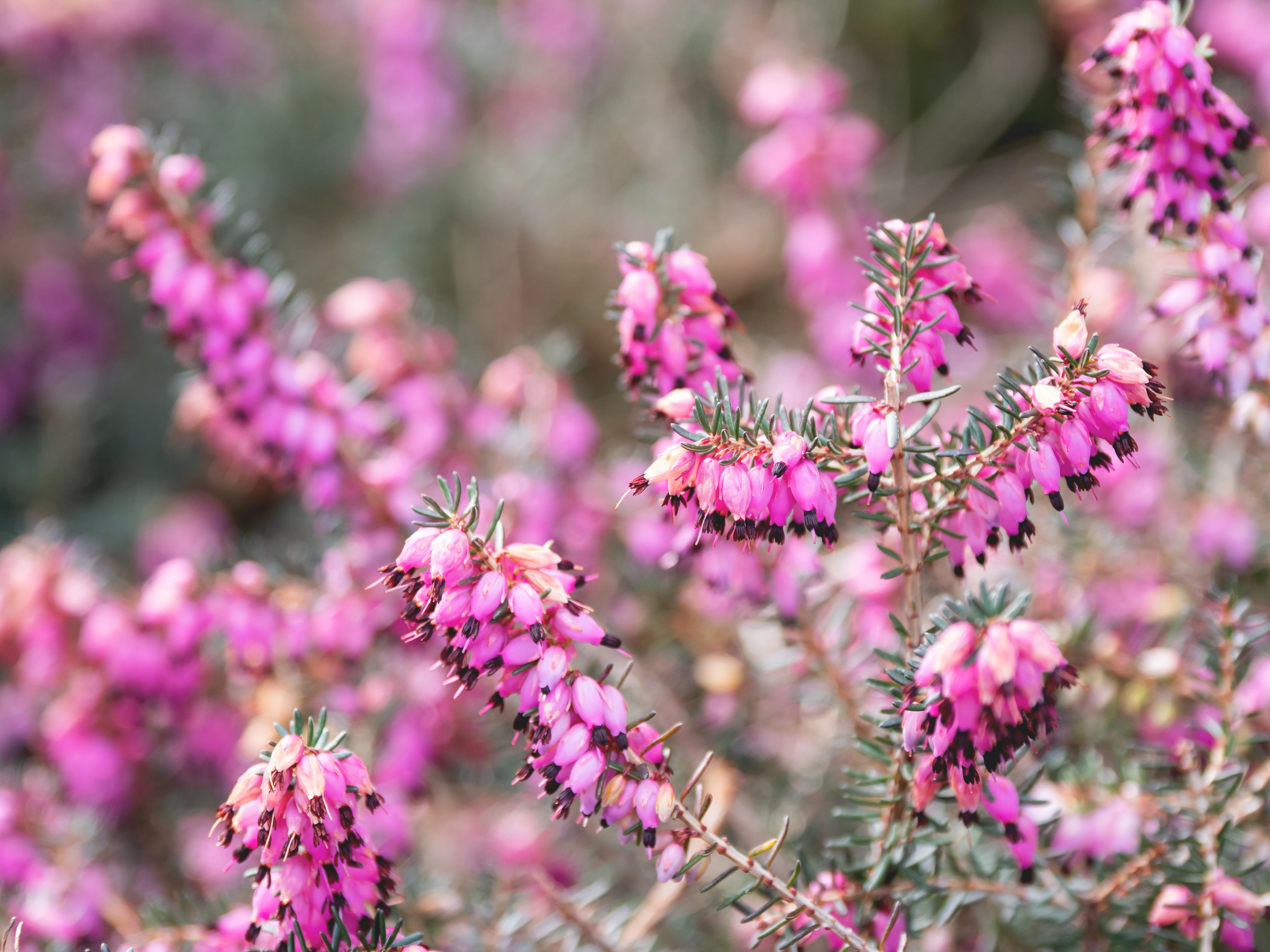 fiori di calluna
