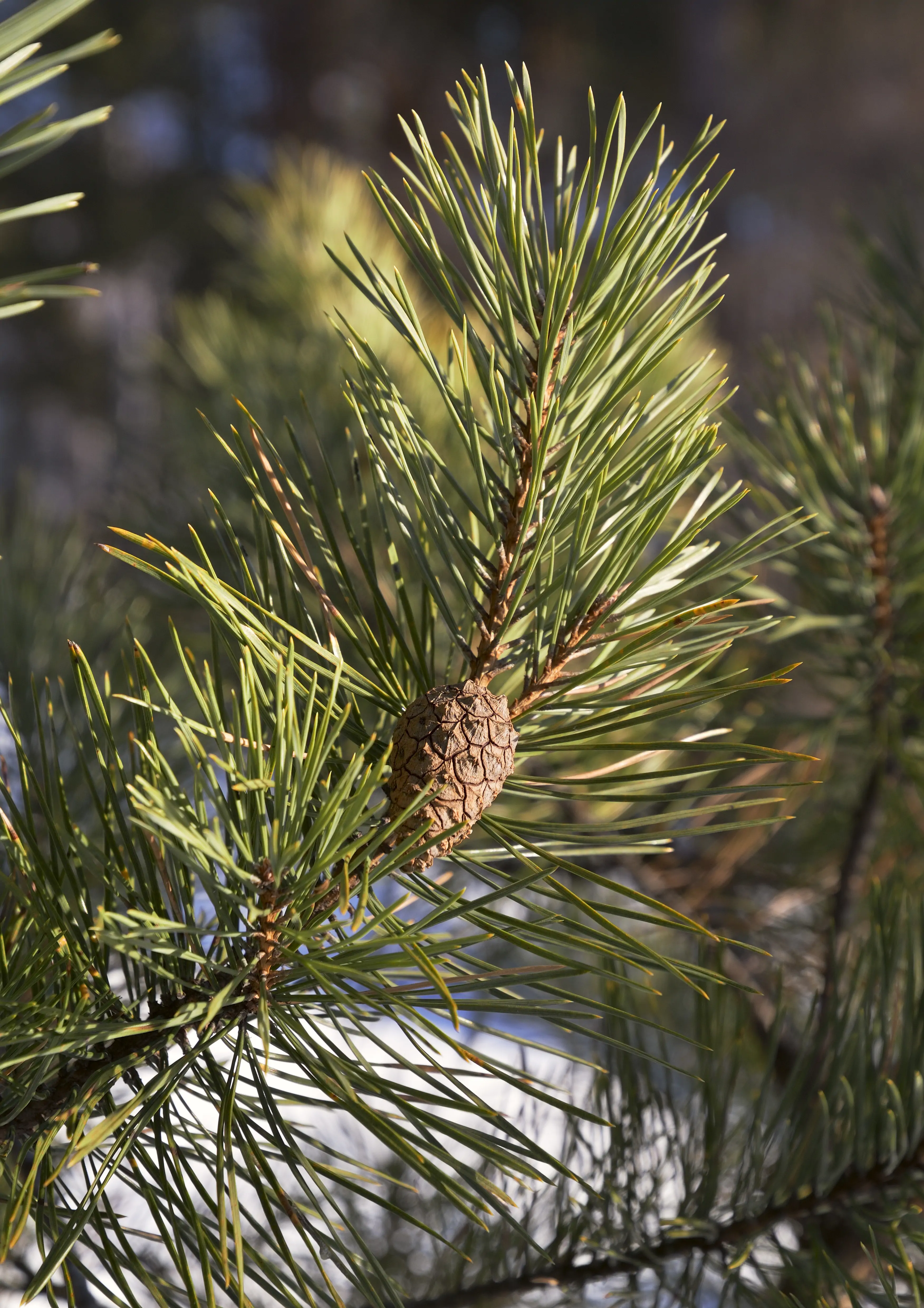 dettaglio albero di pino