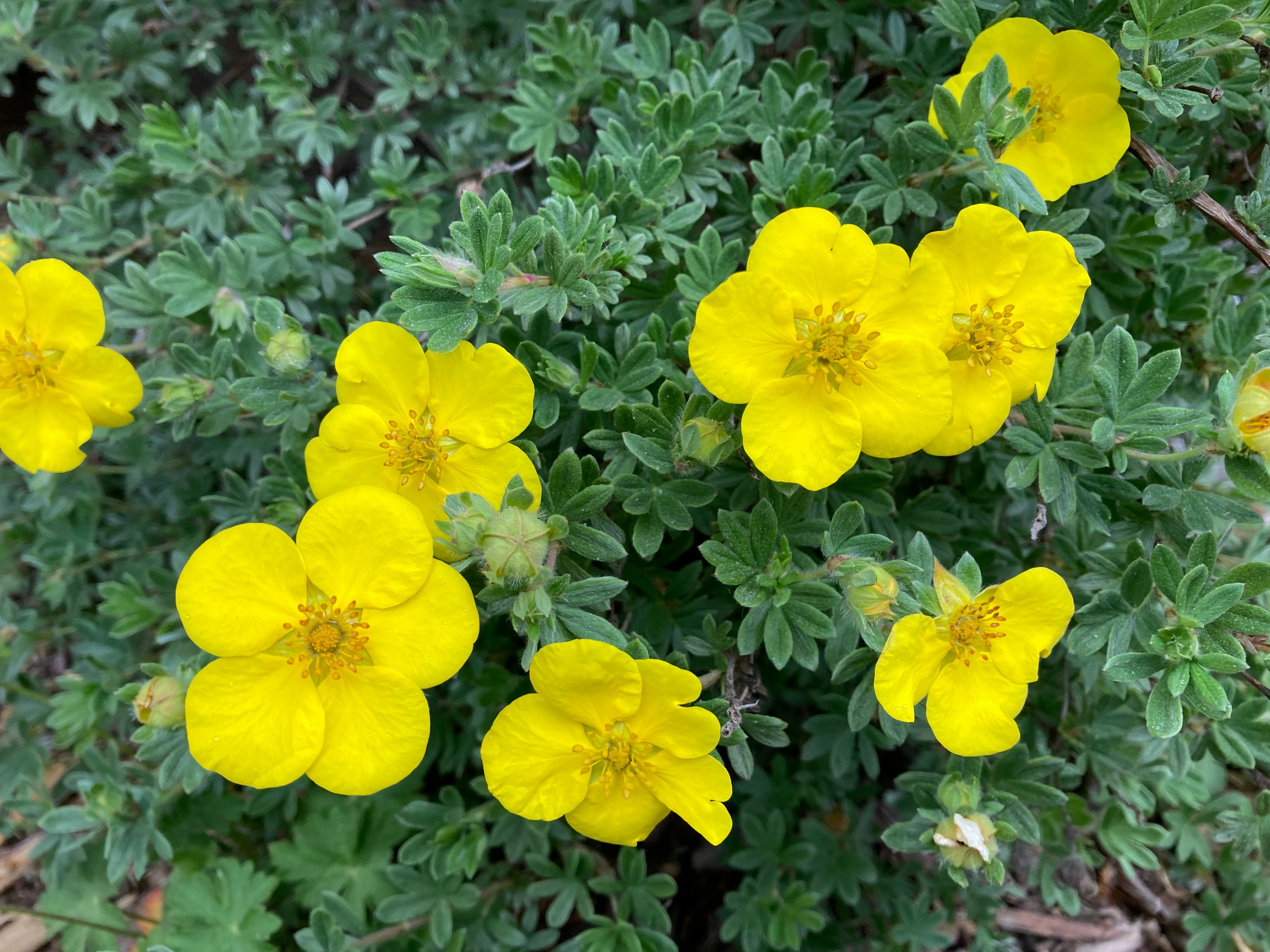 fiori gialli di potentilla