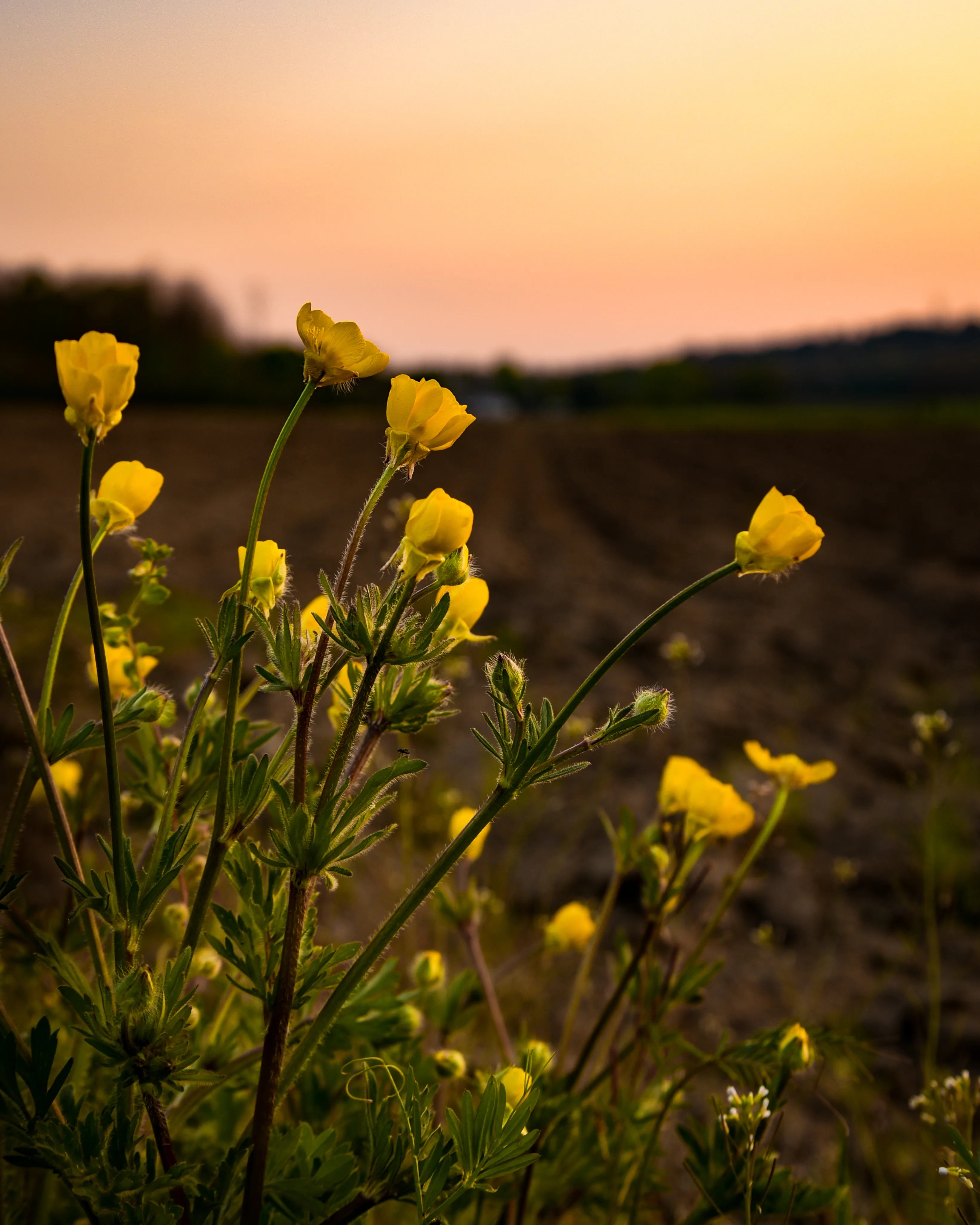 fiori gialli di ranuncolo