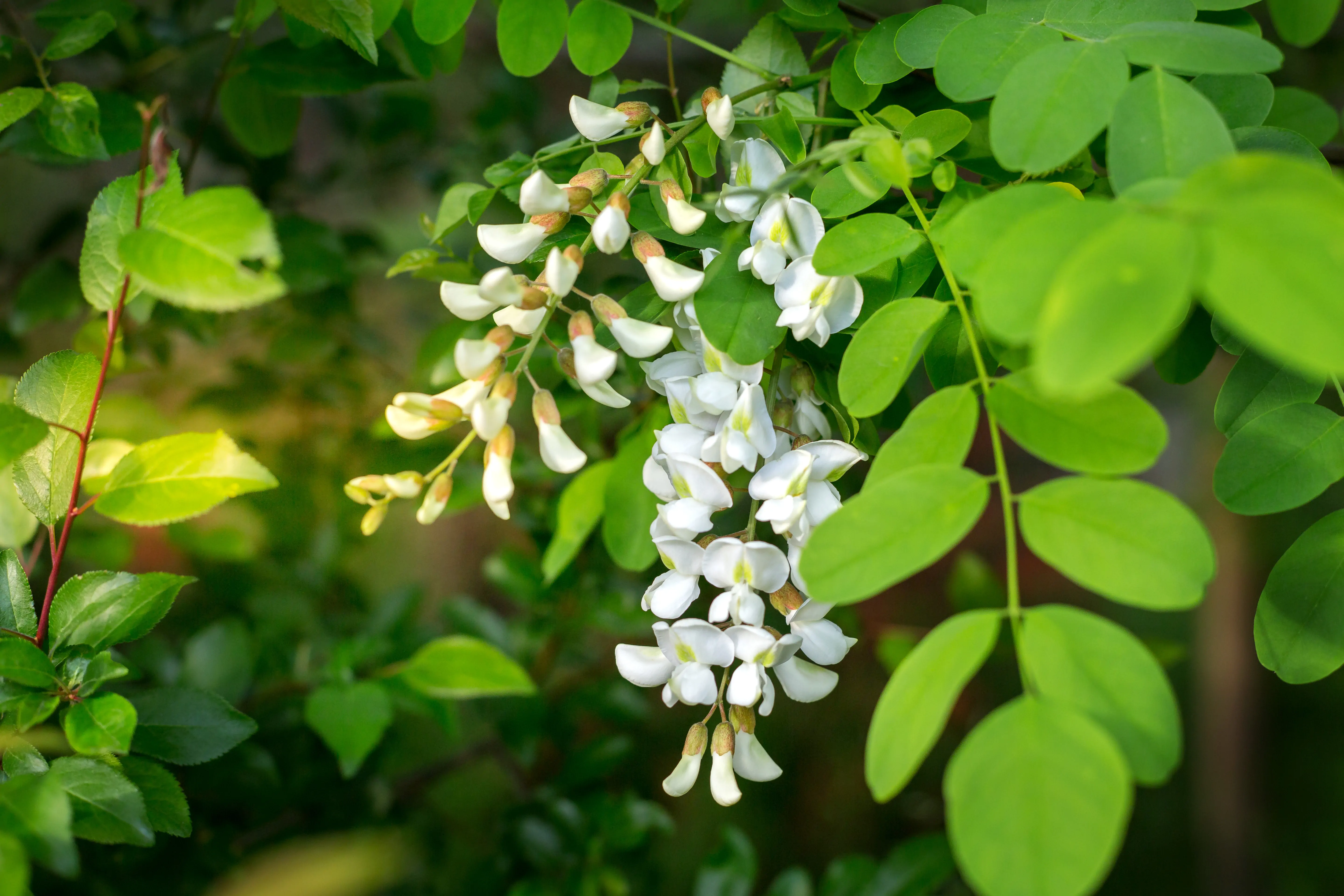 fiori e foglie di robinia