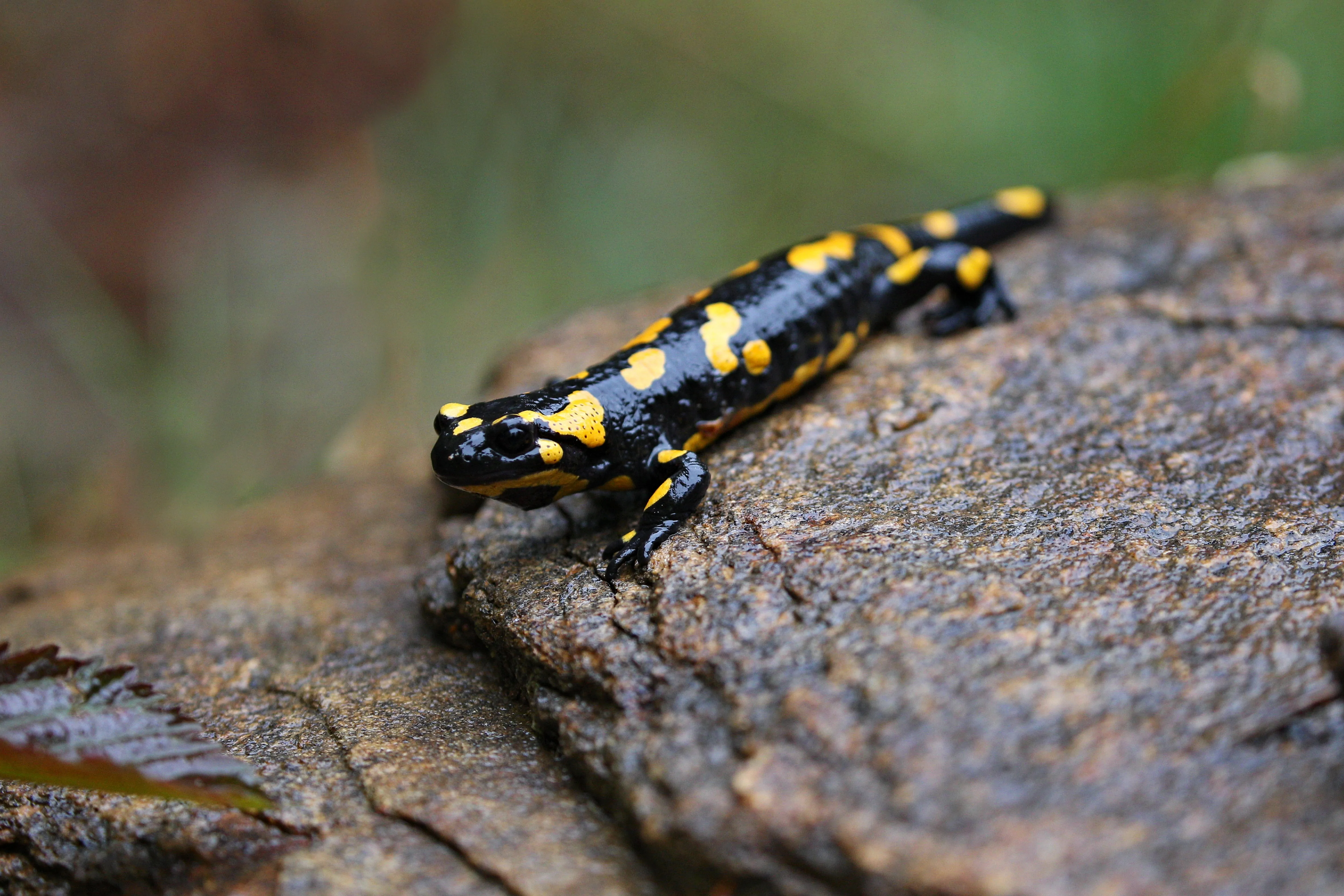 salamandra