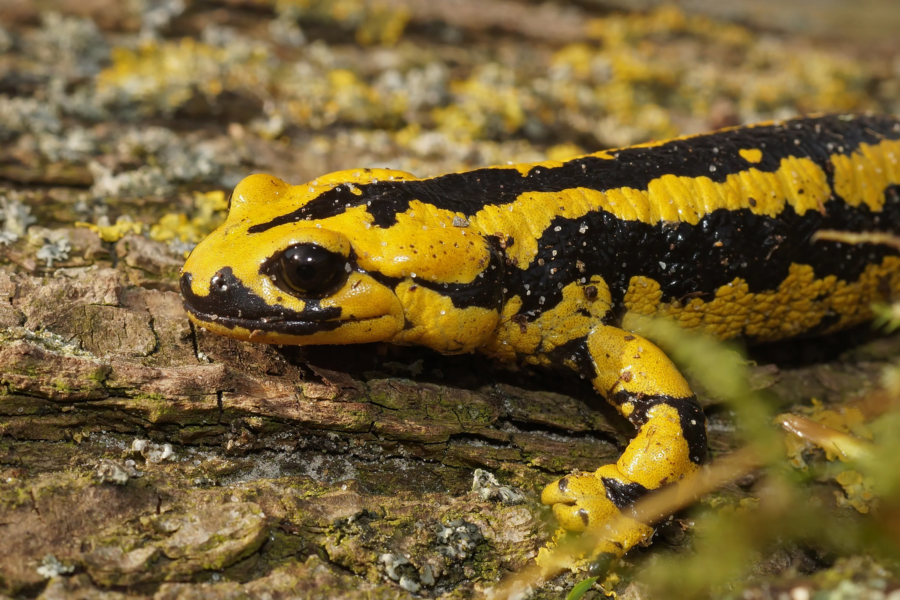 salamandra