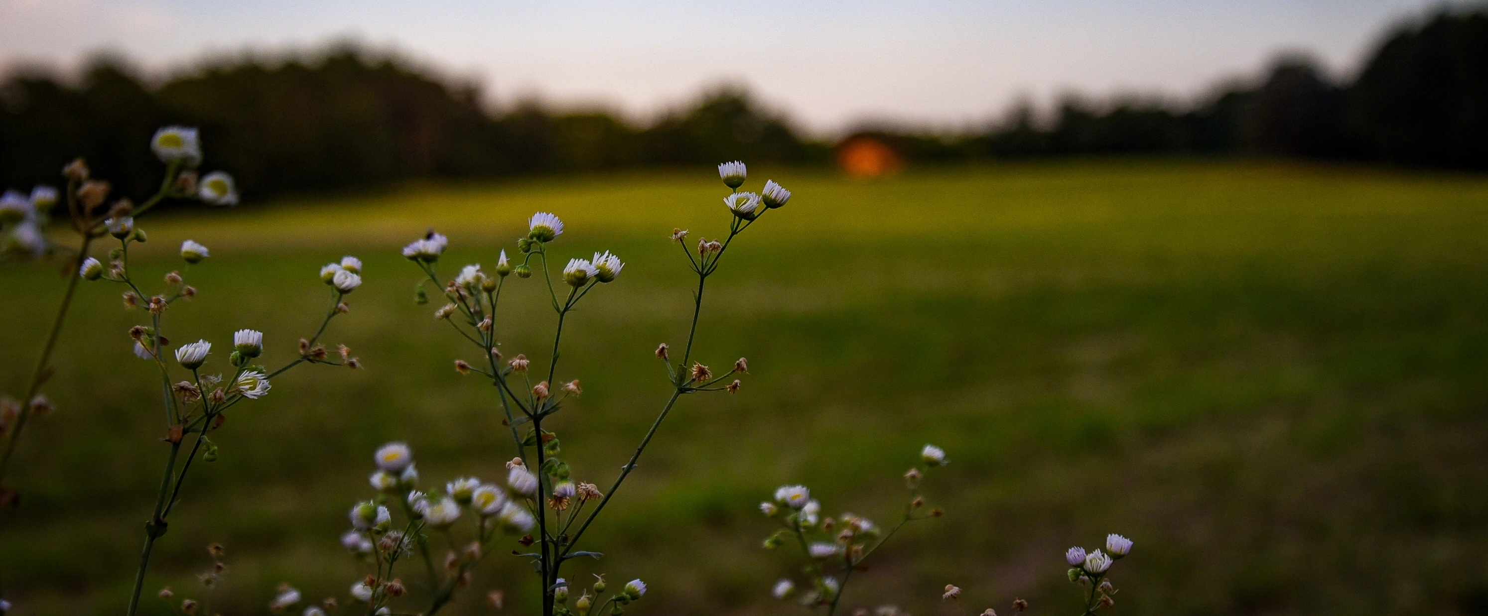 fiori percorso jerago